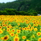 ひまわり