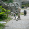 こねこ