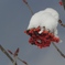 雪帽子