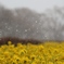 雪が舞う菜の花畑