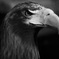 鳥の王