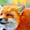 キツネさん