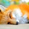 キツネさん