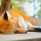 キツネさん