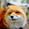 キツネさん