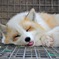 キツネさん