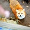 キツネさん