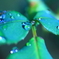 雨音