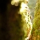 編笠山_091