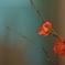 紅梅