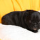 resize0365