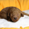 resize0243