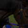 _IGP2667