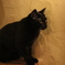 黒猫さん