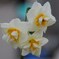 2010.01.20　　庭の花たち 008