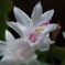 2010.01.20　　庭の花たち 021