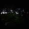 firefly