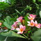 赤と白の花