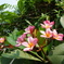 白と赤の花
