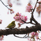 春が来た！
