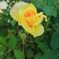 この花を貴方へ・・・