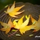 Autumn Falls ＜11＞
