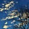 冬空