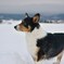 雪が好き