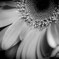 Monochrome