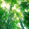 静かな竹林