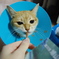 かつて一瞬調子が悪かった時の猫ちゃん
