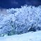 雪月華