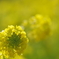 菜の花