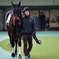 東京競馬場のパドック