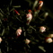 Oxalis versicolor