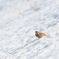 ほおじろ on snow♪