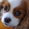 愛犬