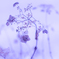 DSC00498-20150118
