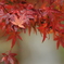 紅葉2