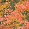 紅葉1