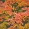 紅葉2