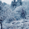 Winter blue
