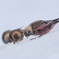 雪に舞いおりるハギ