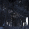 winter forest