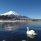 白鳥と湖