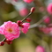 京都御苑の早咲き梅