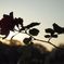 夕景と薔薇。
