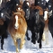 Horse exercise in winter
