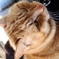 外猫#1