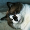 外猫#2